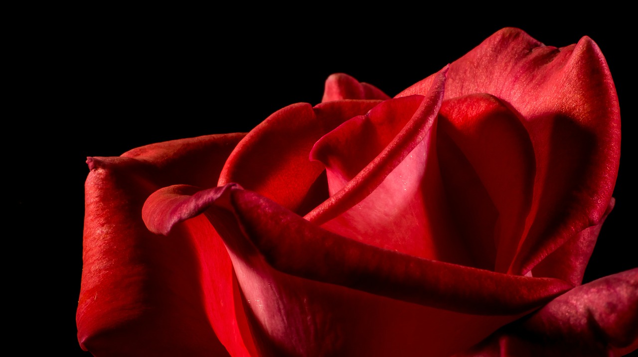 Image - red rose rose rose bloom blossom