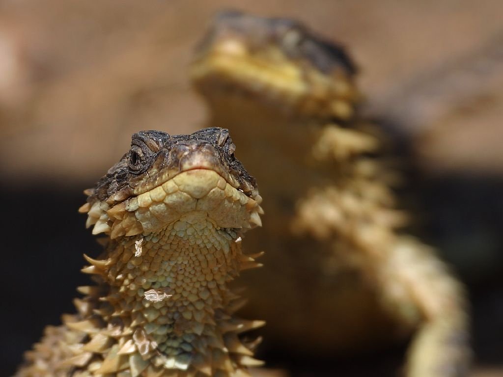 Image - lizard reptile iguana dragon