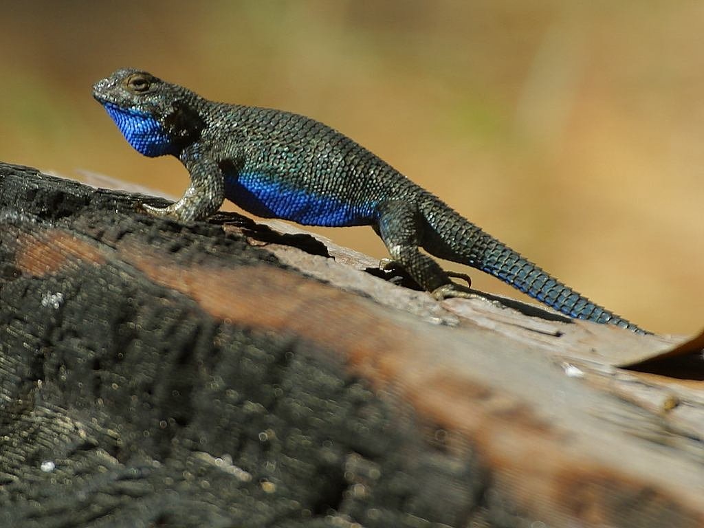 Image - chameleon blue color lizard
