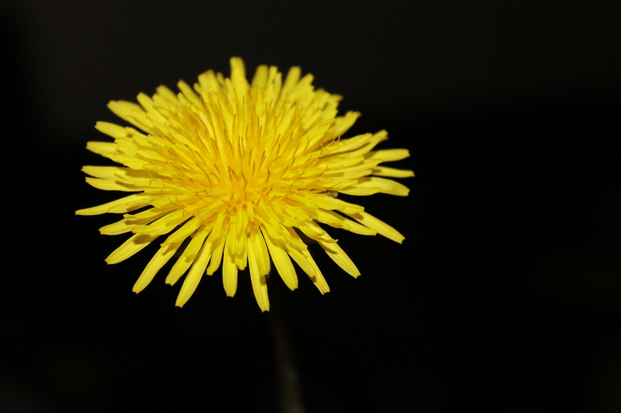 Image - dandelion buttercup nature summer