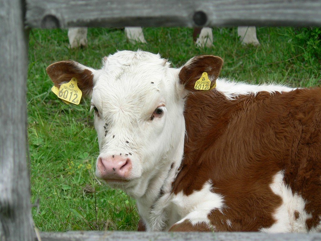 Image - cow beef livestock pasture animal