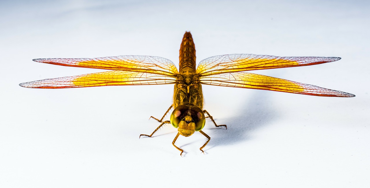 Image - dragonfly insect close