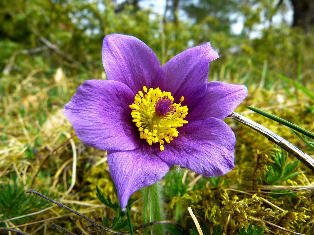 Image - pasque flower common pasque flower