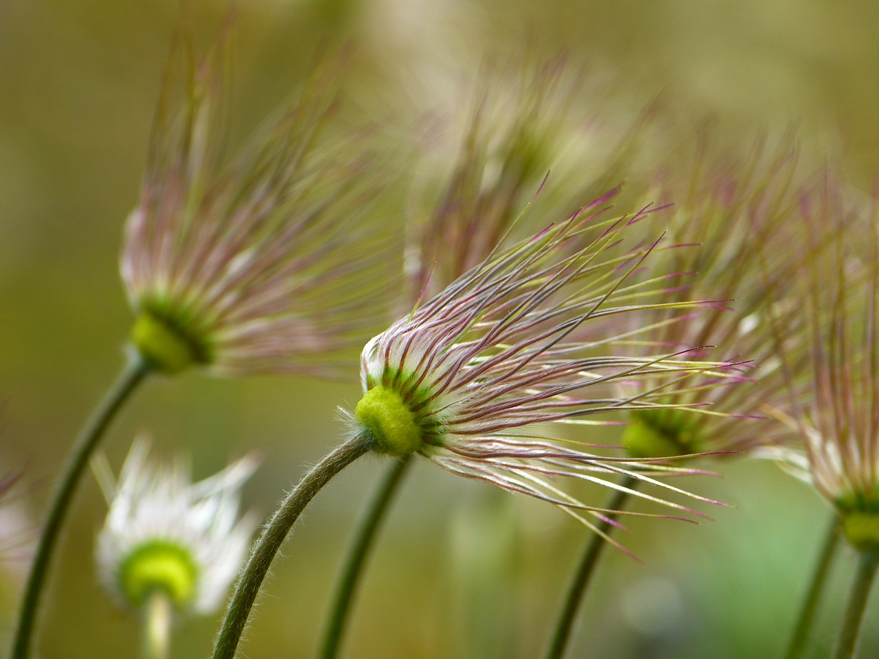 Image - pasque flower faded pasqueflower