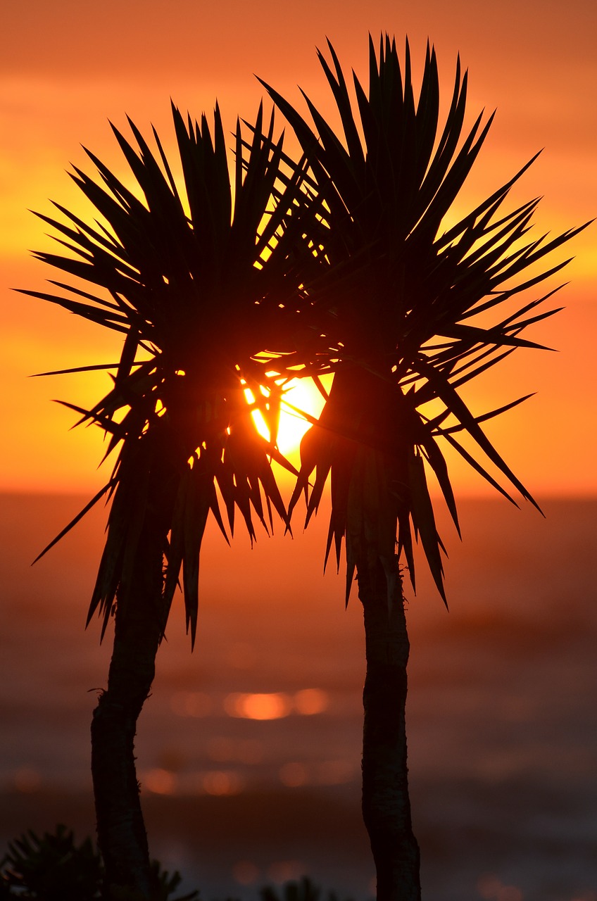 Image - palm trees palms exotic sunset