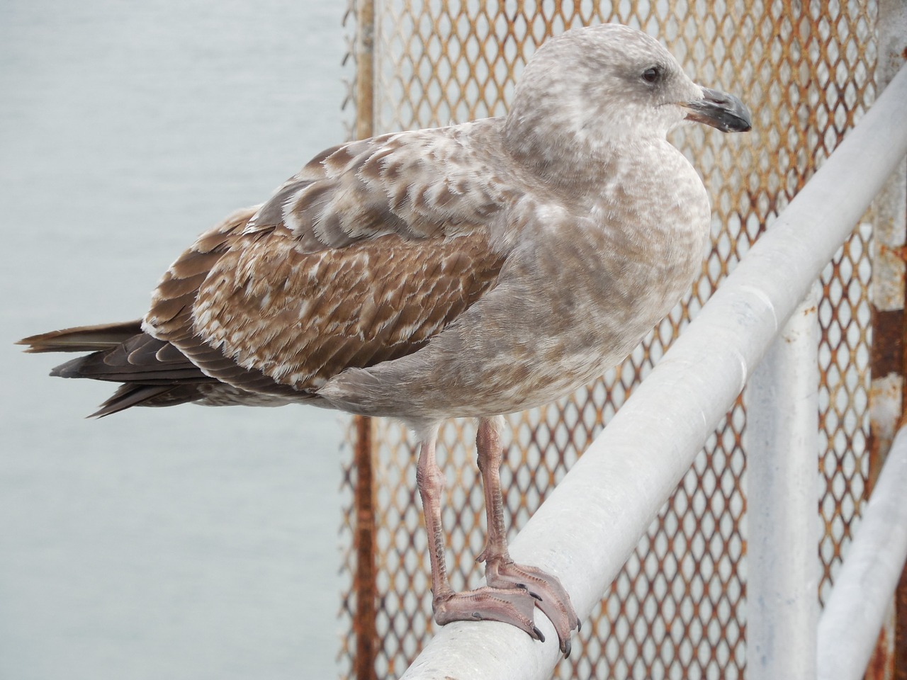 Image - seagull gull rail bird fly wings
