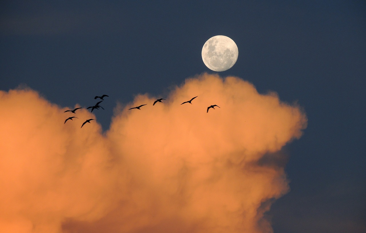 Image - moon sky clouds day birds of day