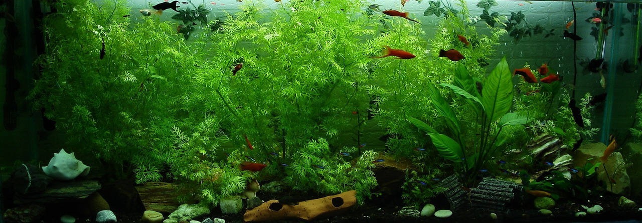 Image - aquarium fish ornamental fish