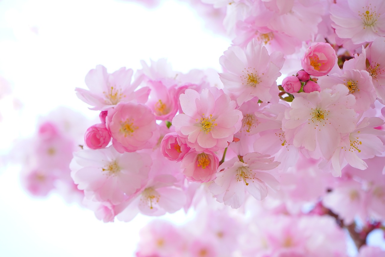 Image - japanese cherry trees flowers spring