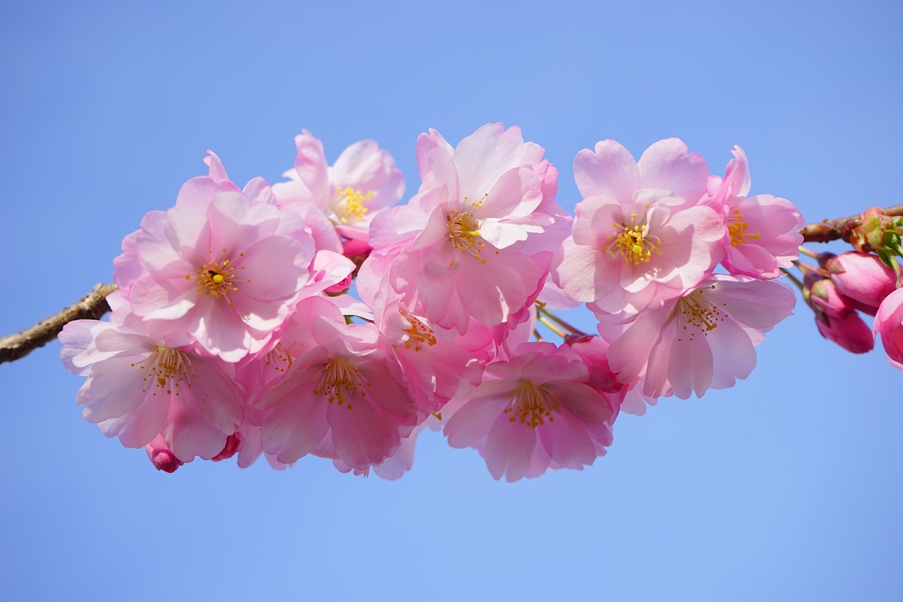 Image - japanese cherry trees flowers