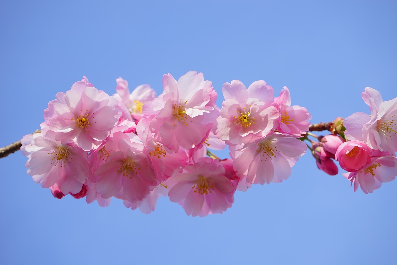 Image - japanese cherry trees flowers pink