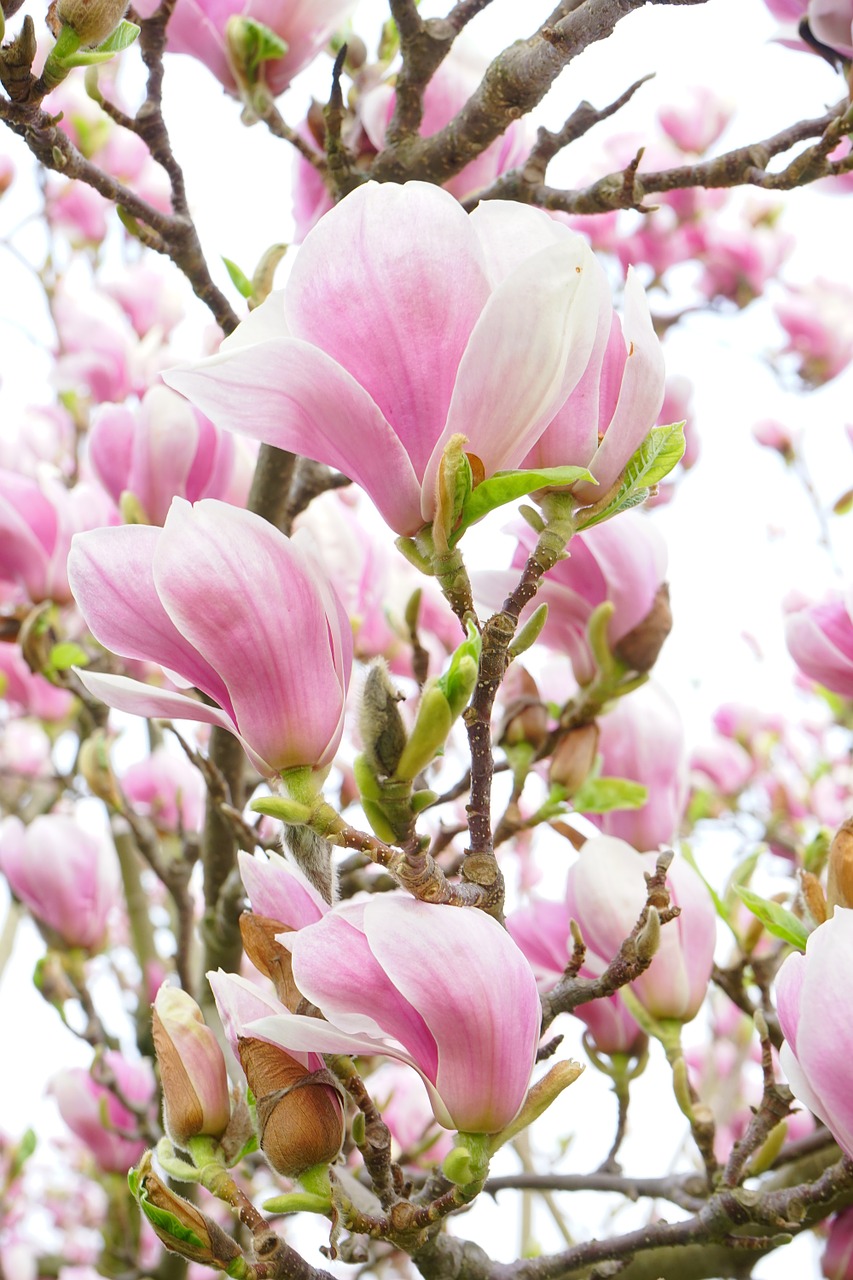 Image - magnolia magnolia blossom flowers