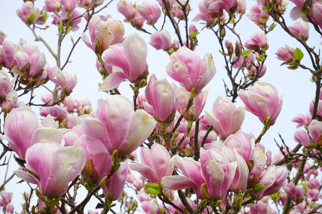 Image - magnolia magnolia blossom flowers