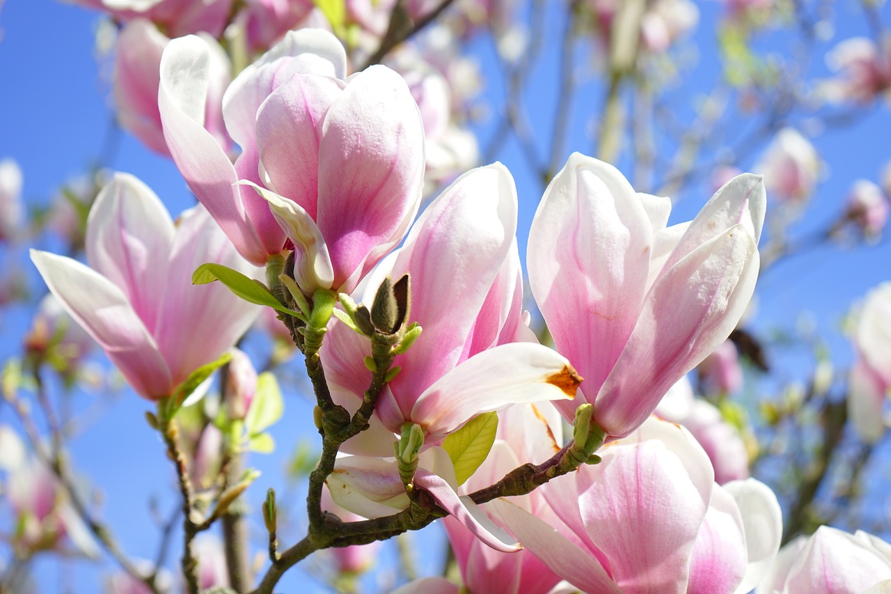 Image - magnolia magnolia blossom flowers