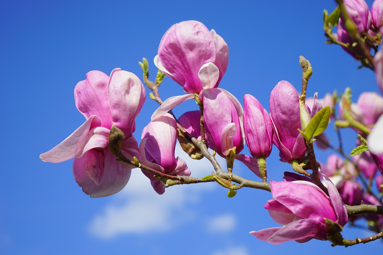 Image - magnolia magnolia blossom blossom