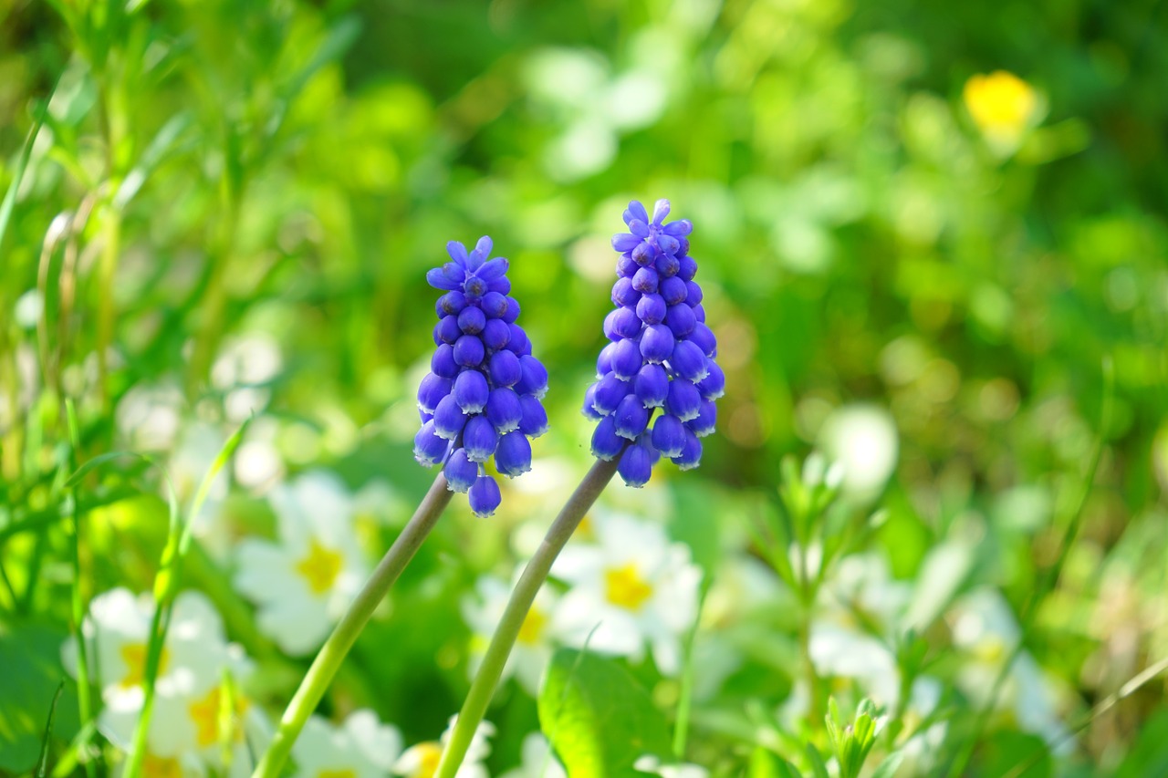 Image - muscari blossom bloom flower blue