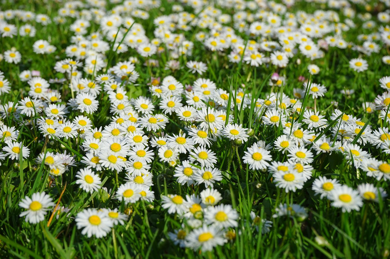 Image - daisy flower blossom bloom white