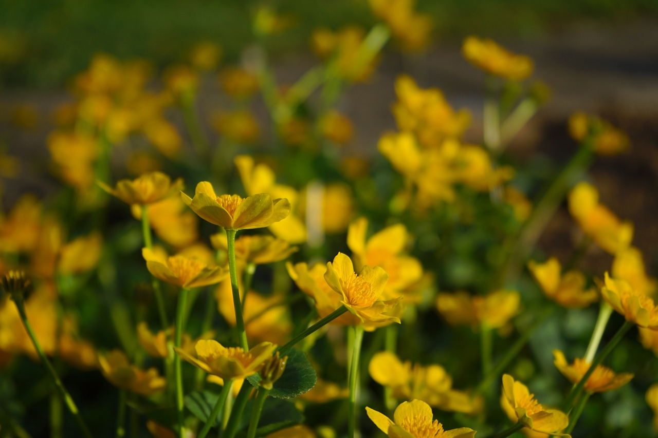 Image - caltha palustris flowers yellow