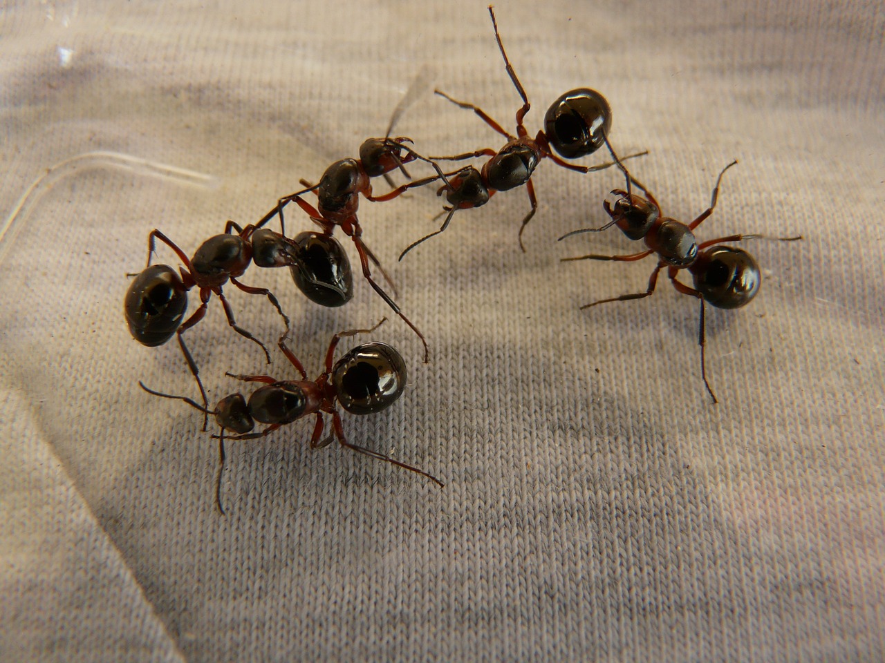 Image - forest ant queens ants wood ants