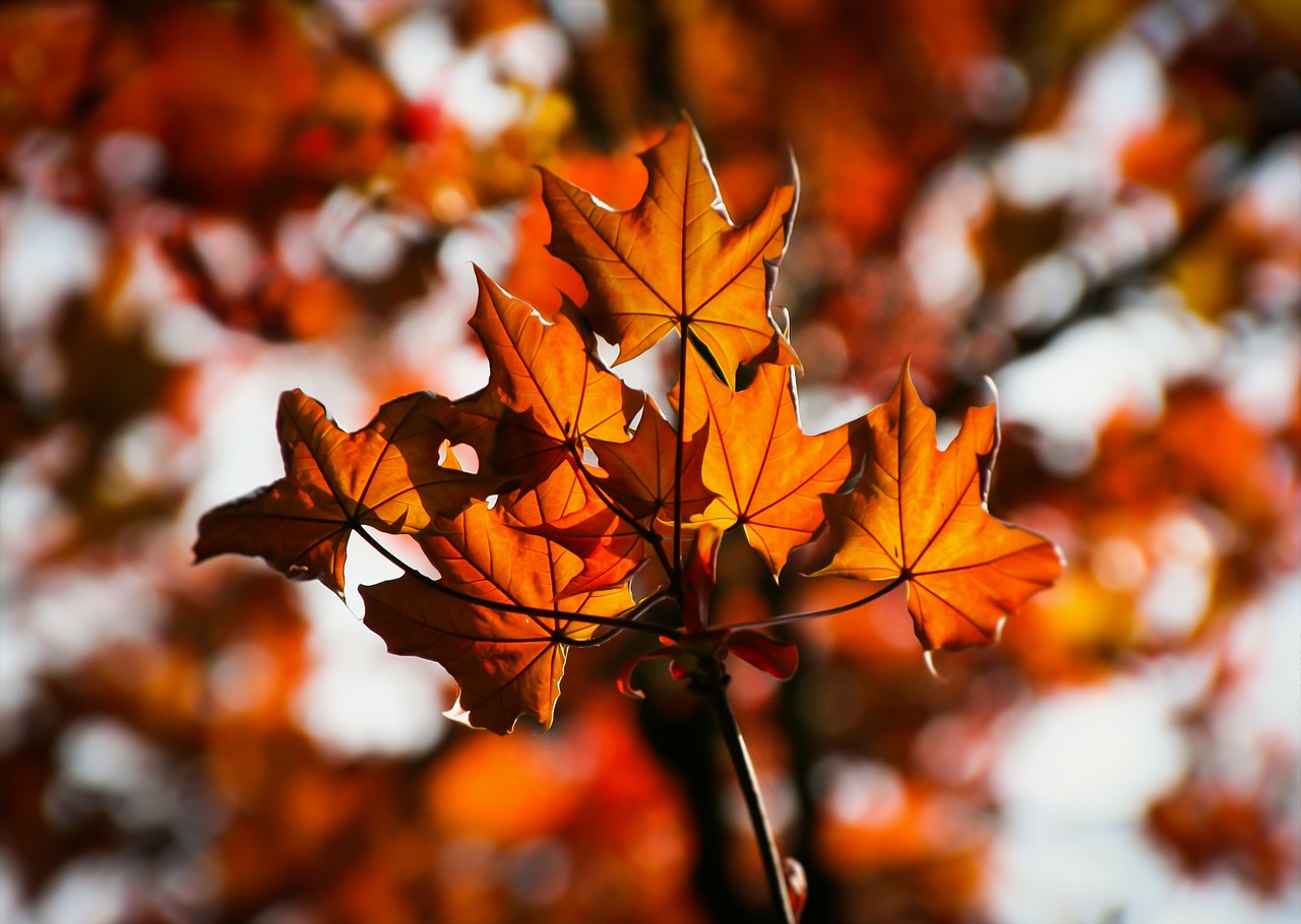 Image - maple maple leaves autumn colorful