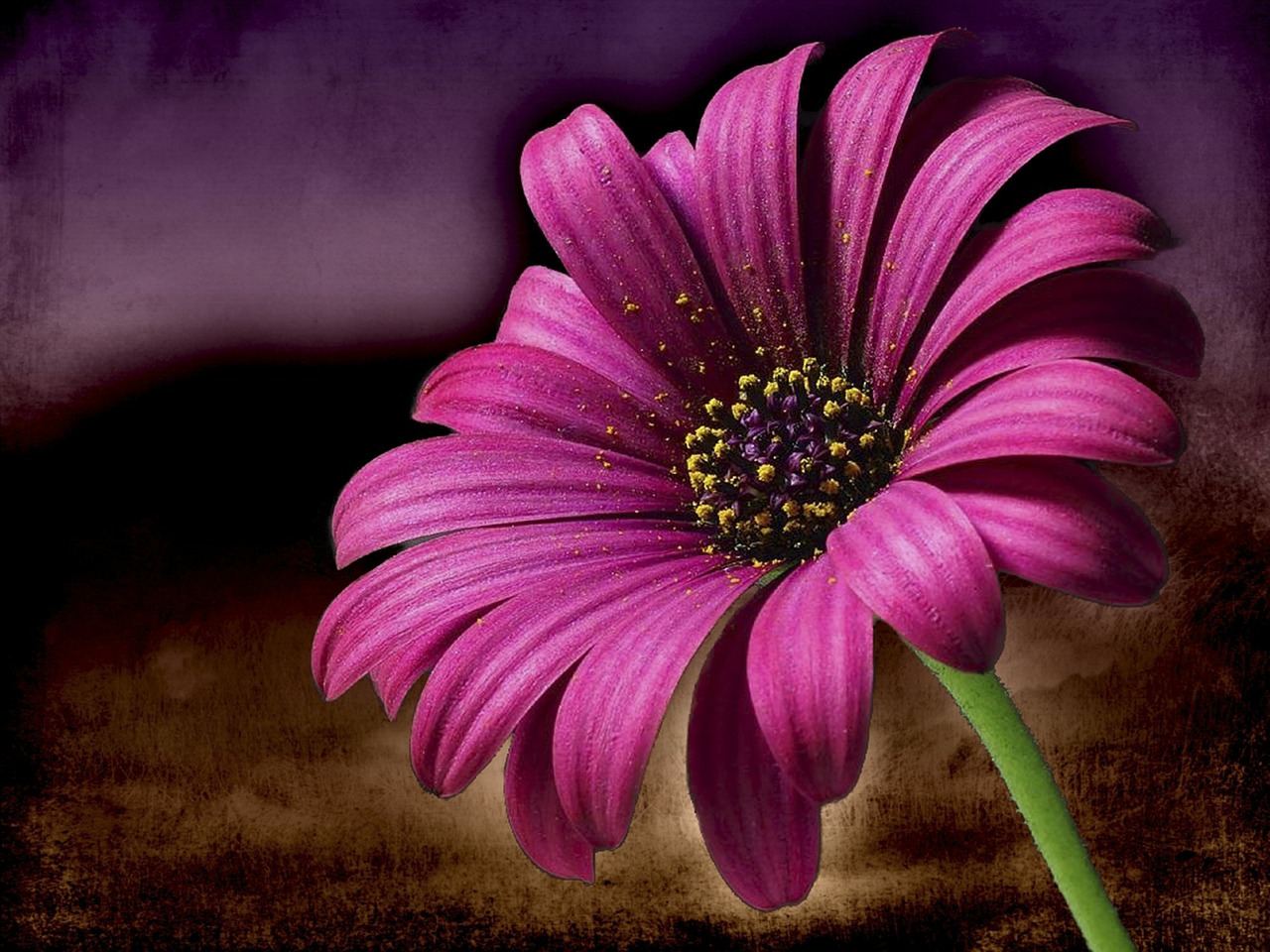 Image - pink daisy flower macro nature