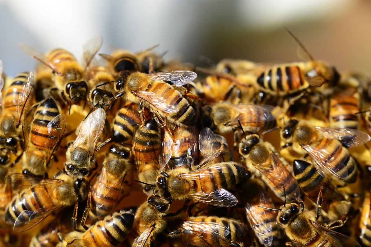 Image - honey bees beehive honey bees