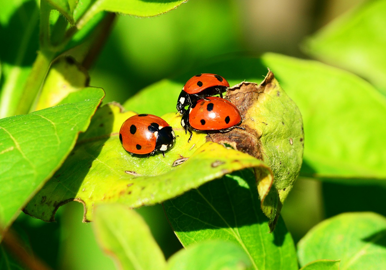 Image - ladybird group seven spot ladybird