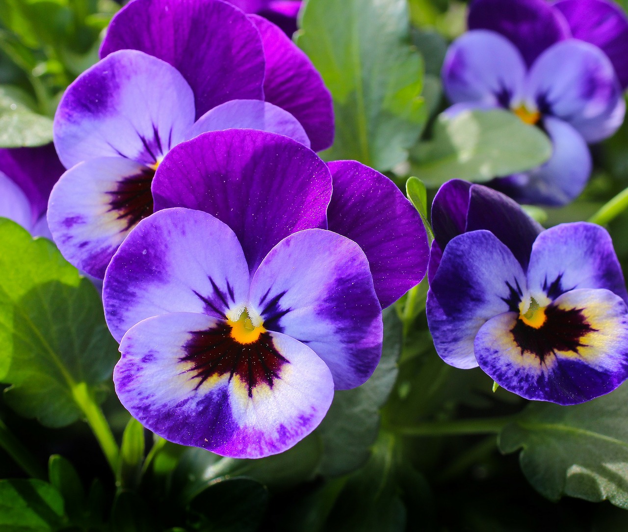 Image - pansy flowers plant nature spring