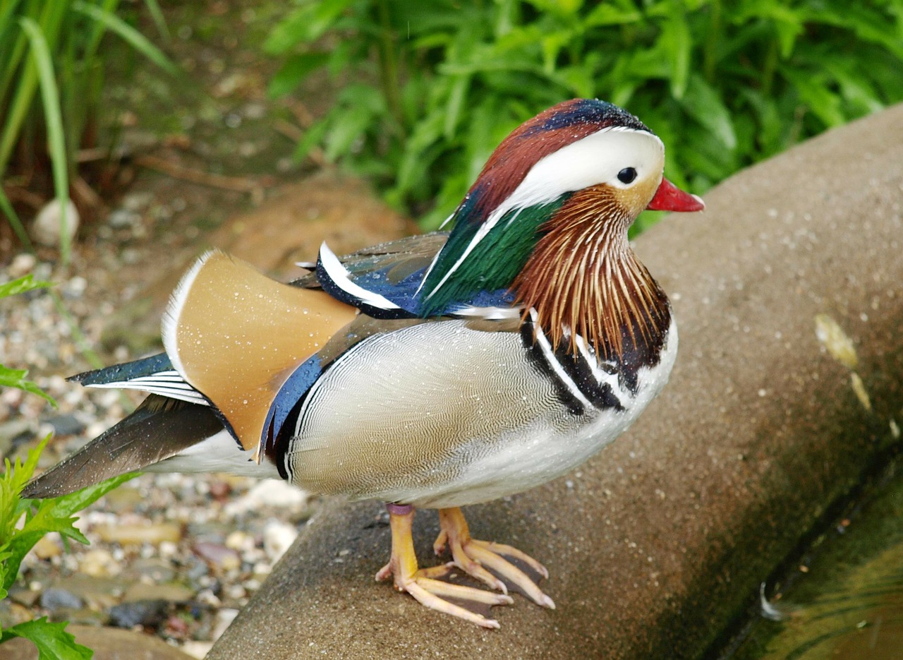 Image - mandarin ducks duck ornamental duck