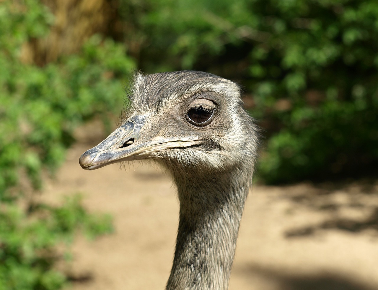 Image - rhea bird flightless bird head