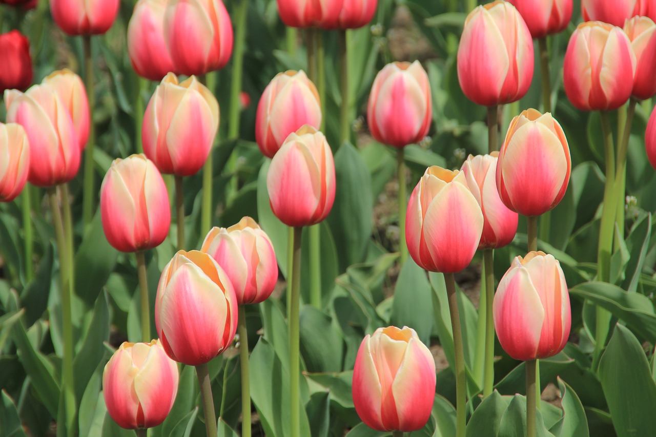 Image - tulips tulip fields holland flower