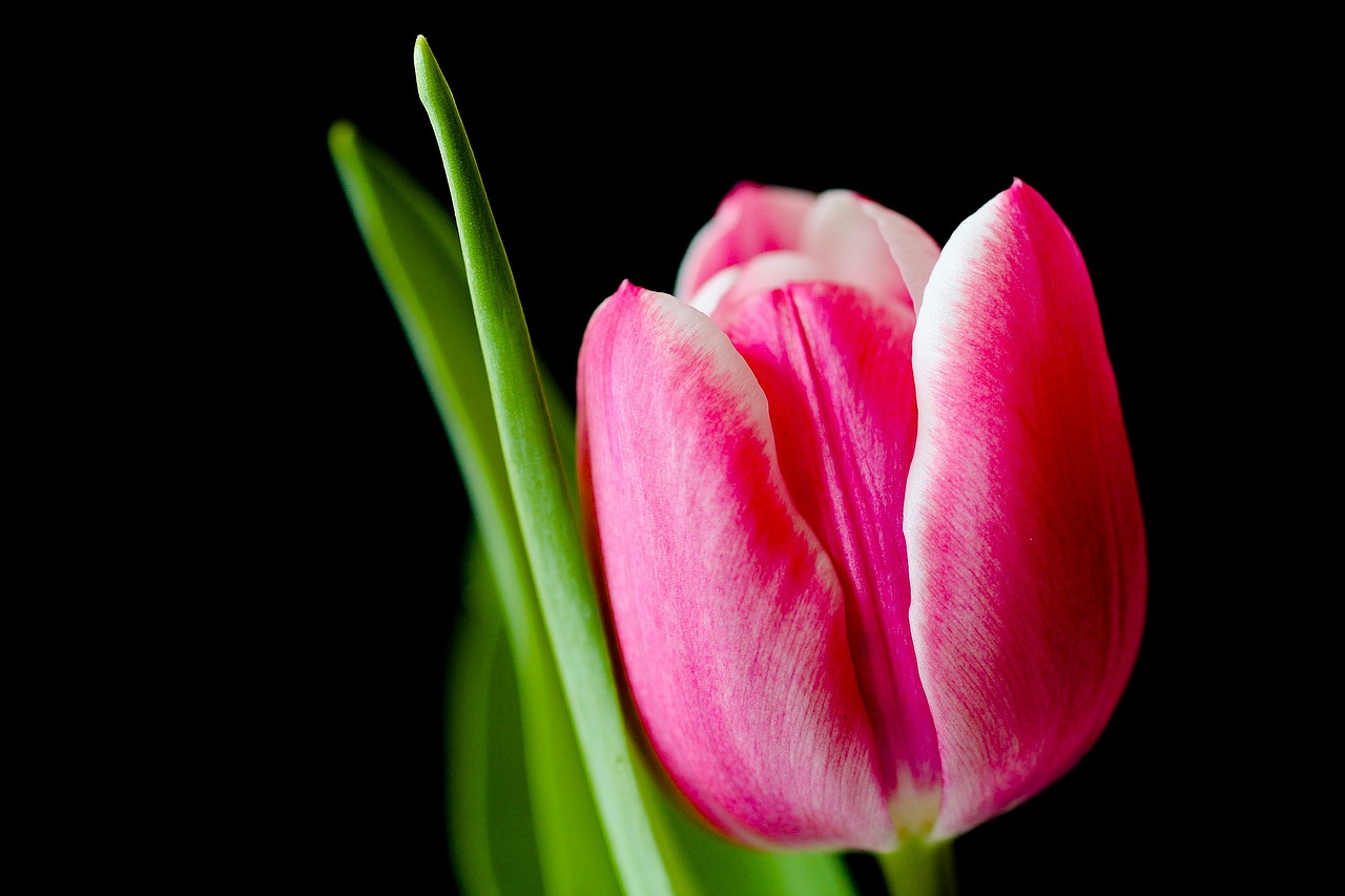 Image - tulip flower spring pink tulips