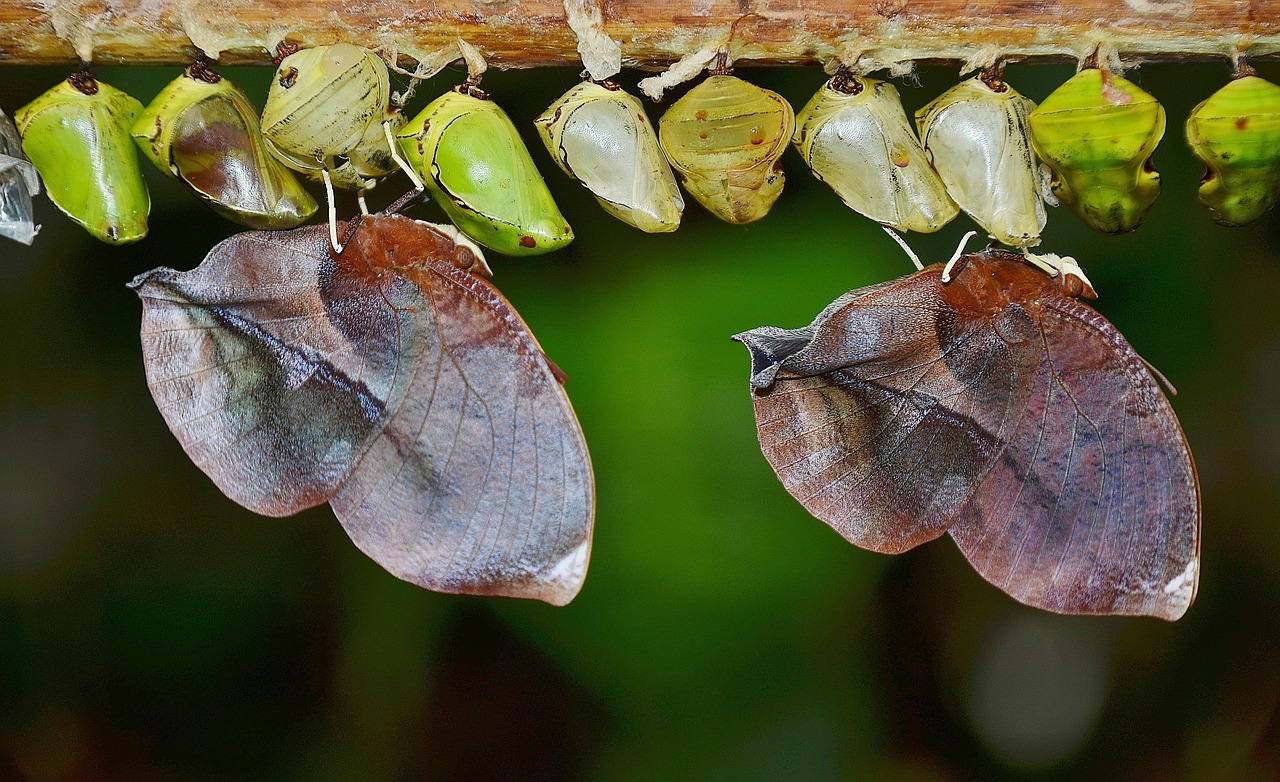 Image - cocoons butterflies larva larvae