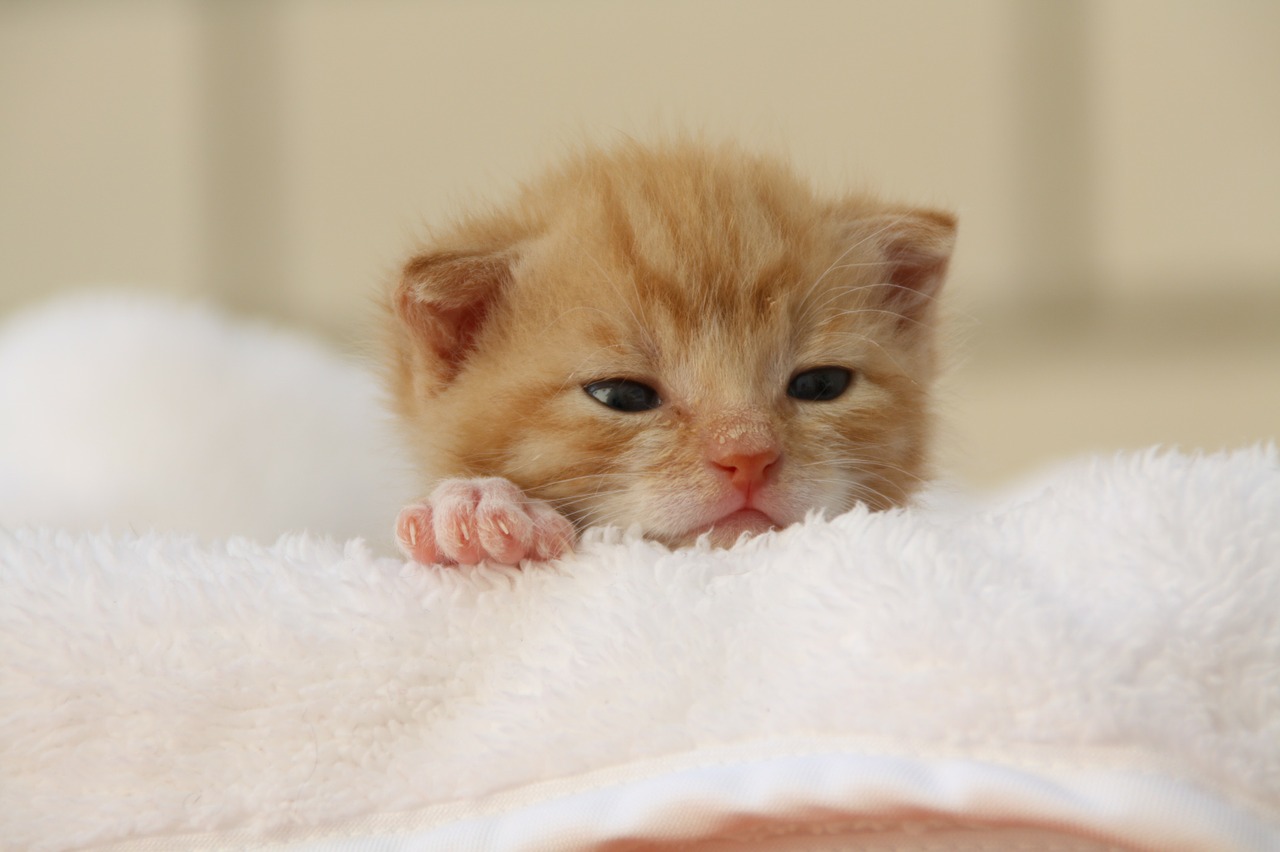 Image - cat puppy young cat playful pet