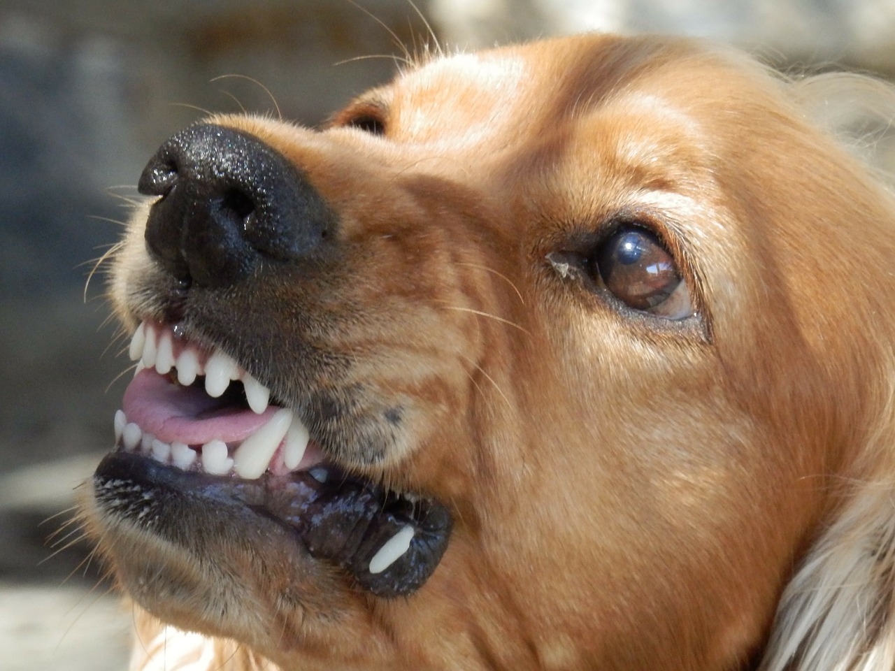 Image - dog angry dog aggressive snappy