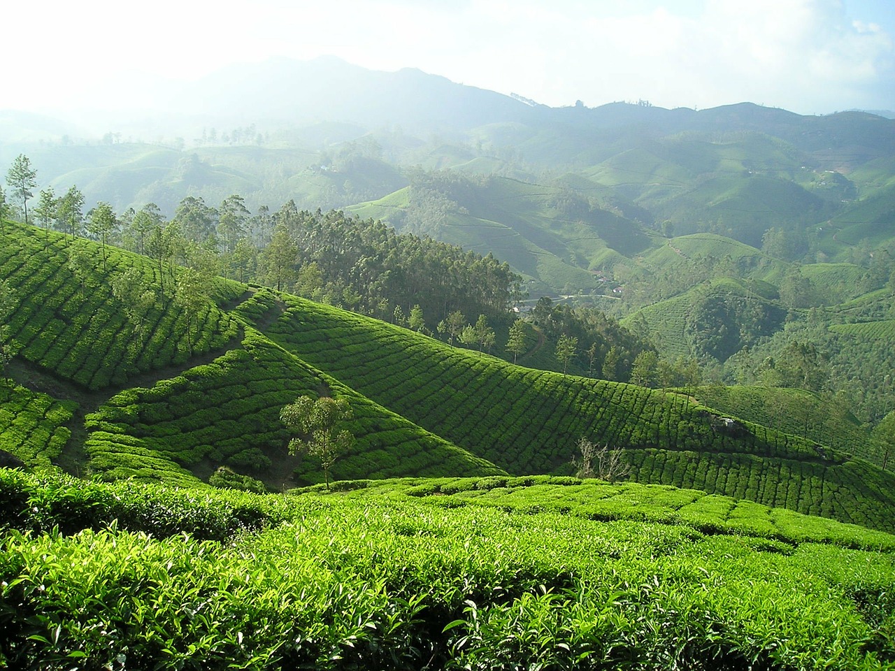 Image - india tee tea plantation plantation