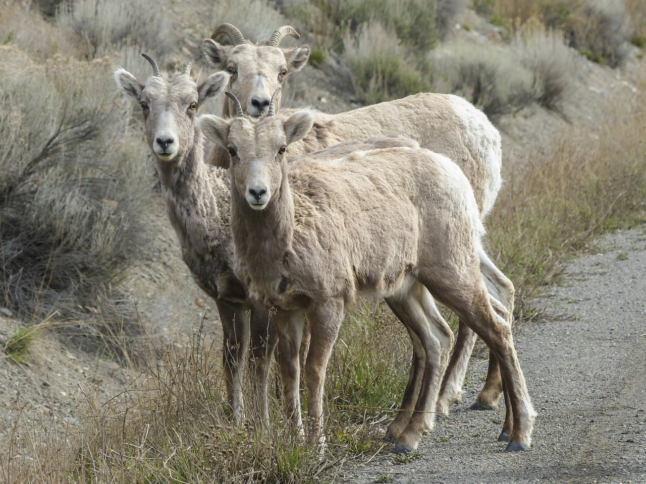 Image - bighorn sheep bighorn ram horns