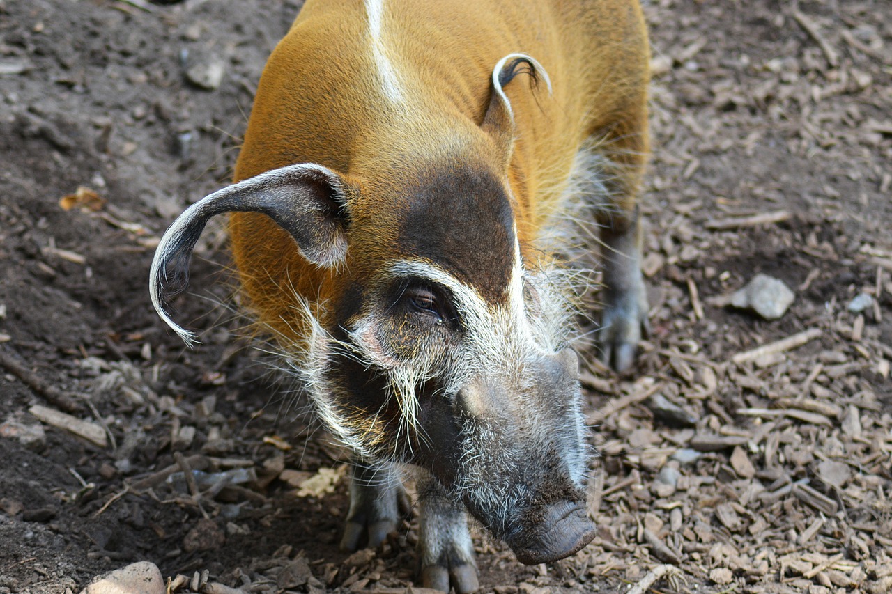 Image - red river hog potamochoerus porcus