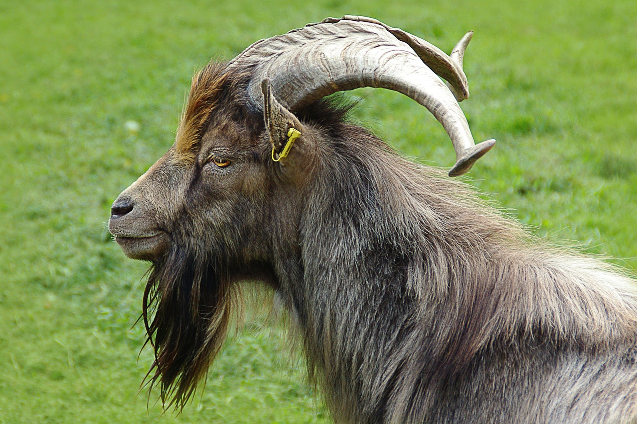 Image - billy goat goat buck portrait horns