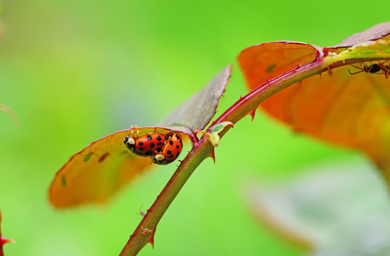 Image - harlequin copulation mating