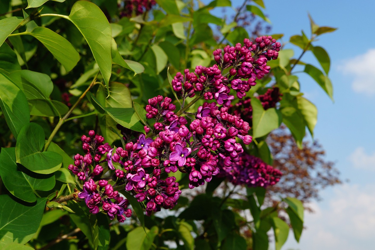 Image - lilac syringa ornamental shrub