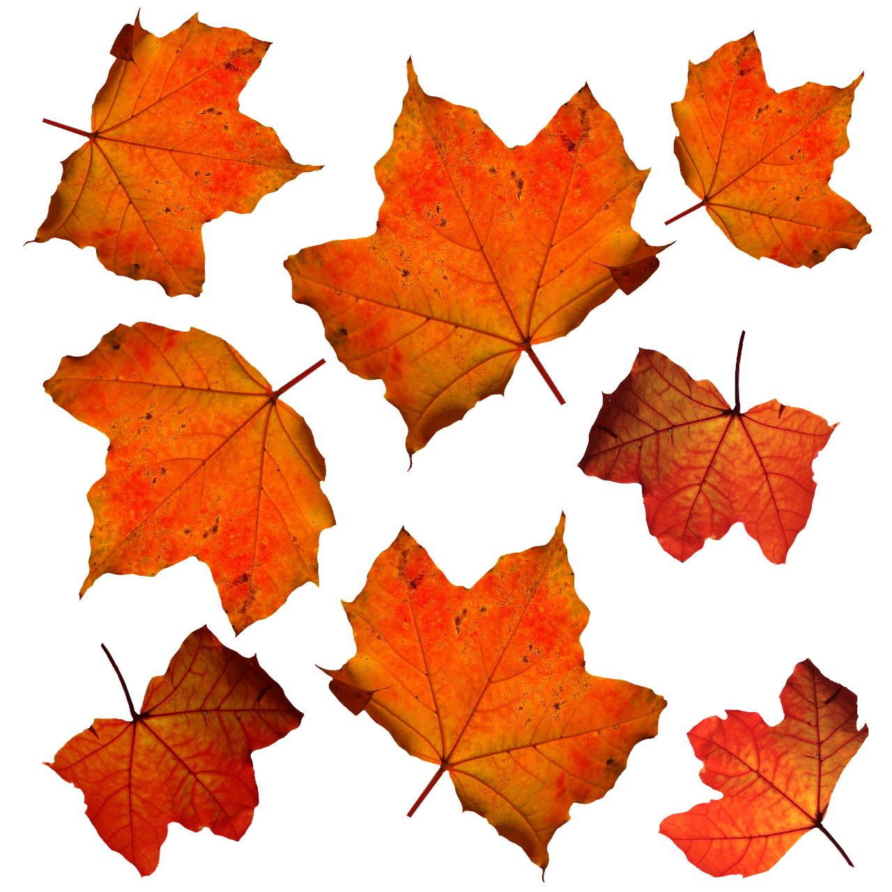 Image - fall leaves leaf isolated orange