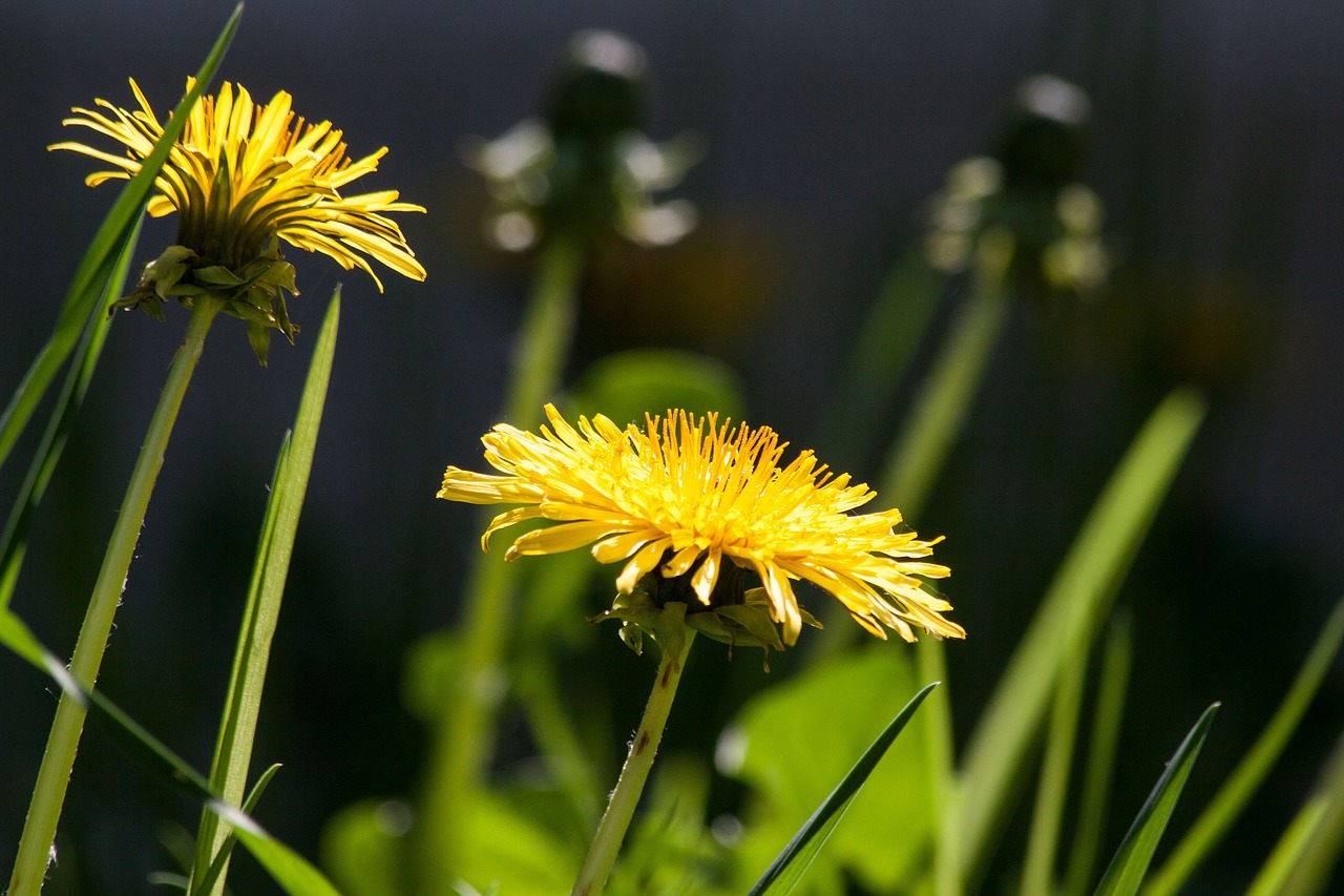 Image - common dandelion dandelion flower