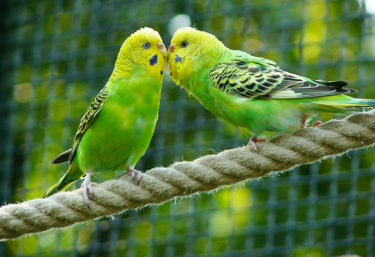 Image - budgerigars birds parakeets animal