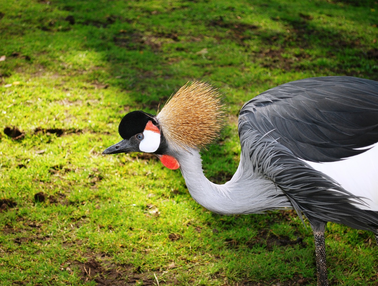 Image - grey crowned crane crane