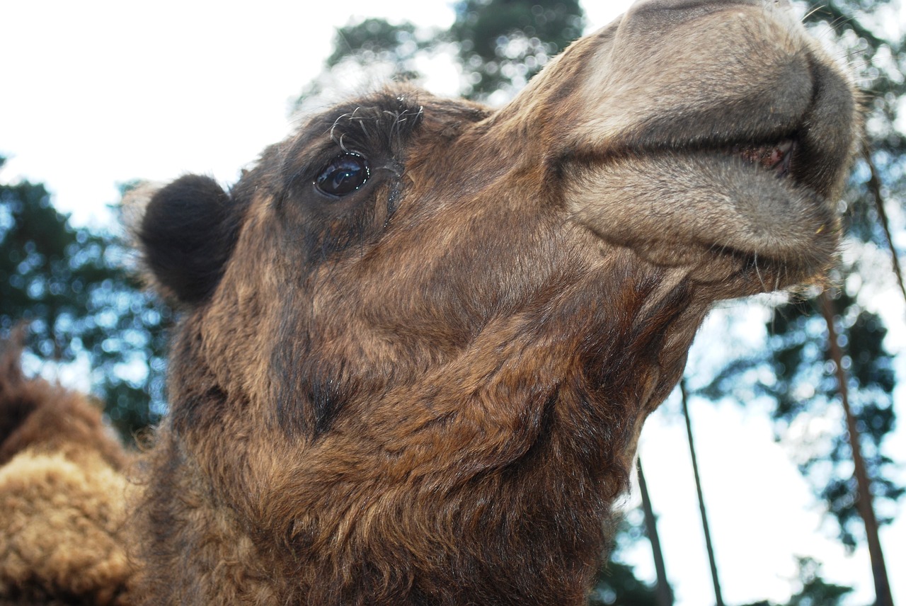 Image - camel animal wildlife wild zoology