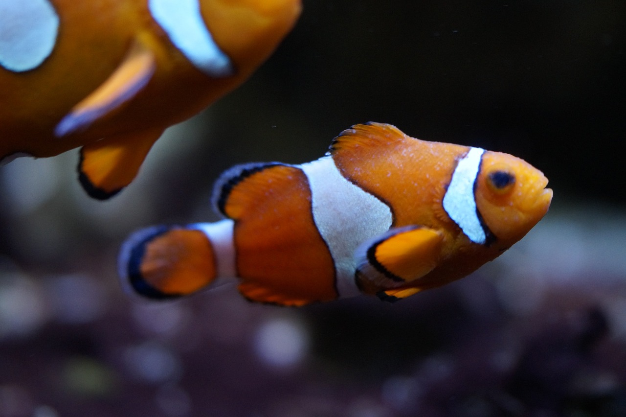 Image - nemo clown fish fish underwater