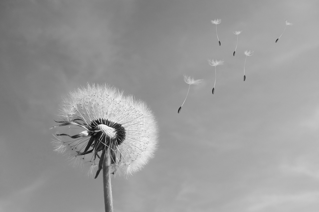 Image - dandelion wind blown seeds