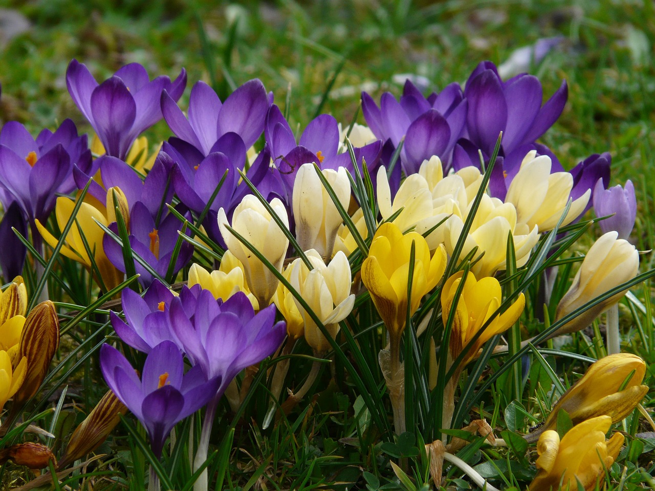 Image - crocus plant garden close macro