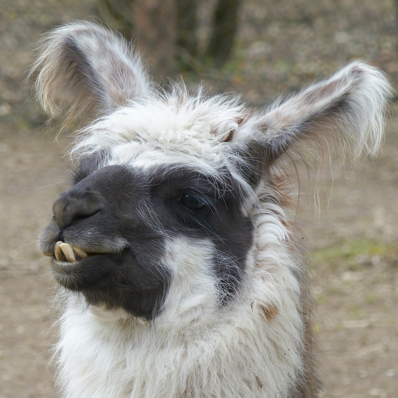 Image - llama alpaca head portrait camel